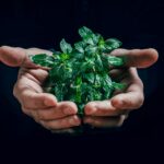 green plant on persons hand